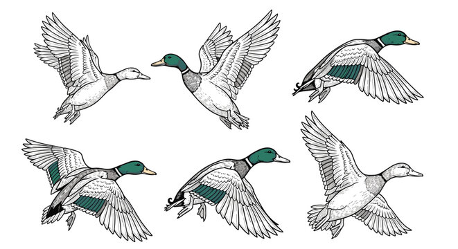 Series of mallard duck illustrations depicts the waterfowl in various stages of flight with characteristic green heads and spread wings.