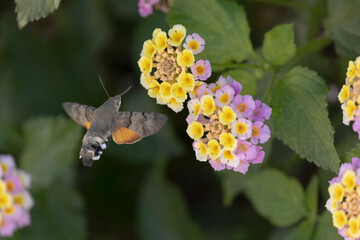 Fototapeta premium Hummingbird-hawkmoth Macroglossum stellatarum feeding a flower in a garden on Rhodos, Greece