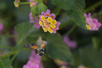 Fototapeta premium Hummingbird-hawkmoth Macroglossum stellatarum feeding a flower in a garden on Rhodos, Greece