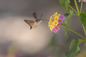 Fototapeta premium Hummingbird-hawkmoth Macroglossum stellatarum feeding a flower in a garden on Rhodos, Greece