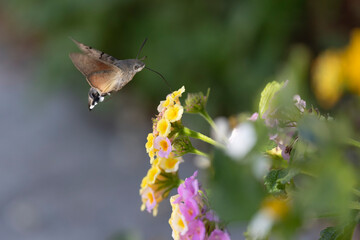 Fototapeta premium Hummingbird-hawkmoth Macroglossum stellatarum feeding a flower in a garden on Rhodos, Greece