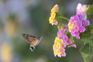 Fototapeta premium Hummingbird-hawkmoth Macroglossum stellatarum feeding a flower in a garden on Rhodos, Greece