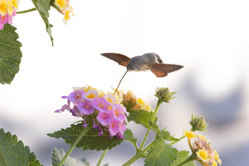 Fototapeta premium Hummingbird-hawkmoth Macroglossum stellatarum feeding a flower in a garden on Rhodos, Greece