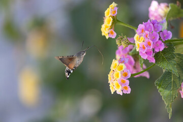 Fototapeta premium Hummingbird-hawkmoth Macroglossum stellatarum feeding a flower in a garden on Rhodos, Greece