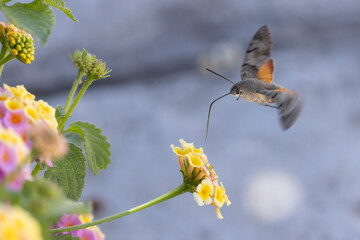 Fototapeta premium Hummingbird-hawkmoth Macroglossum stellatarum feeding a flower in a garden on Rhodos, Greece
