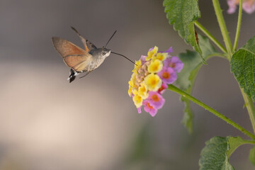 Fototapeta premium Hummingbird-hawkmoth Macroglossum stellatarum feeding a flower in a garden on Rhodos, Greece