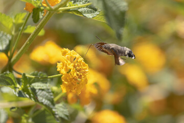 Fototapeta premium Hummingbird-hawkmoth Macroglossum stellatarum feeding a flower in a garden on Rhodos, Greece