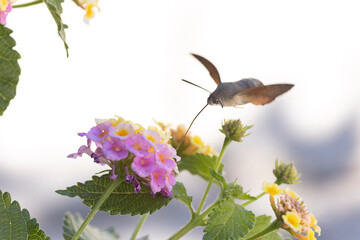 Obraz premium Hummingbird-hawkmoth Macroglossum stellatarum feeding a flower in a garden on Rhodos, Greece