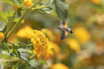 Obraz premium Hummingbird-hawkmoth Macroglossum stellatarum feeding a flower in a garden on Rhodos, Greece