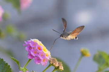 Obraz premium Hummingbird-hawkmoth Macroglossum stellatarum feeding a flower in a garden on Rhodos, Greece