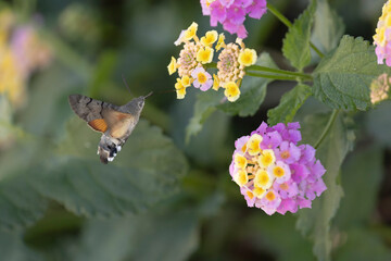 Obraz premium Hummingbird-hawkmoth Macroglossum stellatarum feeding a flower in a garden on Rhodos, Greece