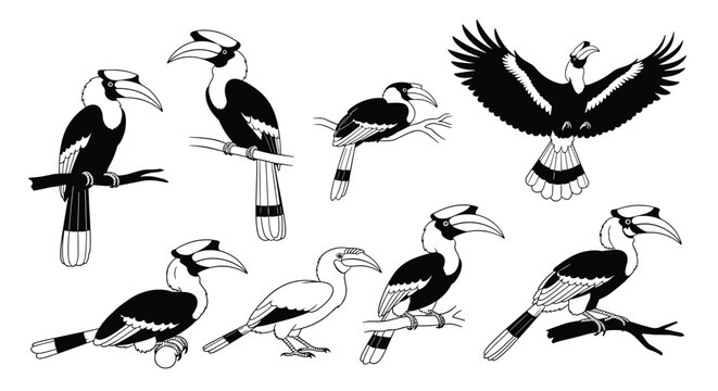 Assortment of hornbill bird illustrations captures the distinctive beak and posture of the species in various black and white poses.