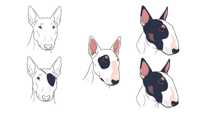 Set of bull terrier dog head illustrations displays various markings such as eye patches and solid colors in a clean graphic style.