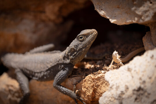 Hardun Stellagama stellio in close-up on Rhodos, Greece