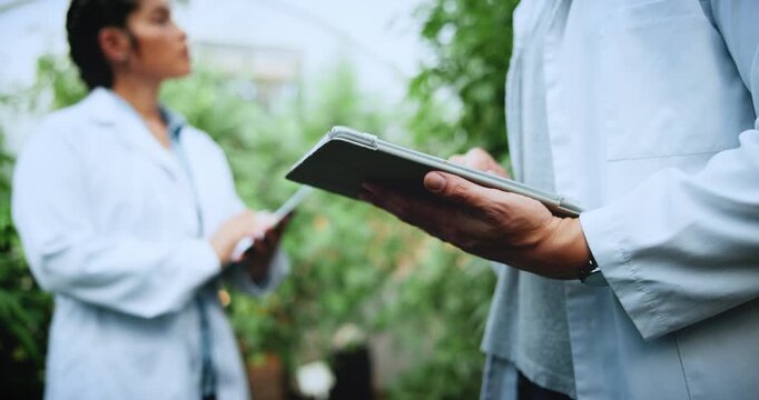 Tablet, man and hands of scientist with hemp plants in greenhouse for pharmaceutical research. Digital technology, sustainable and botanist with inspection on growth of cannabis, weed or marijuana.