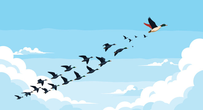 V-formation of mallard ducks flies through a blue sky filled with fluffy white clouds during a seasonal migration.