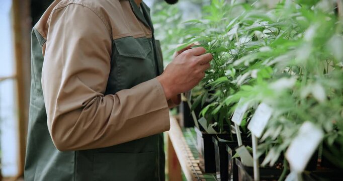 Hands, farm and inspection in greenhouse for marijuana, production or hemp for sustainability. Agriculture, small business and person with cannabis for growth, harvest or startup for eco biofuel