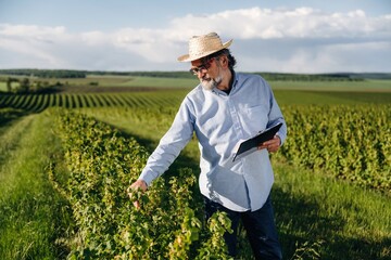 Fototapeta premium Senior male farmer in straw hat inspects grapevines while holding a tablet in a lush vineyard under a clear blue sky with distant rolling hills