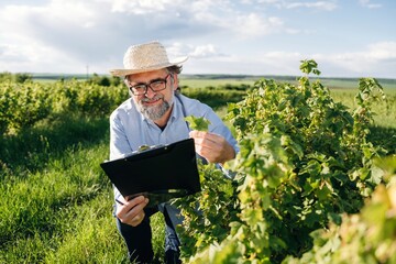 Fototapeta premium Middle-aged man in straw hat examines grapevine leaves while holding clipboard in vineyard, lush green fields and blue sky visible in the background