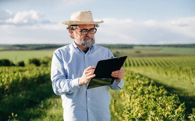 Fototapeta premium Senior man wearing straw hat and glasses using tablet in vineyard, green grapevines and rolling hills visible under a clear blue sky in a rural landscape