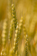 Obraz premium Wheat field shows soft green background. Wheat spikelets grow in fertile farmland. Young wheat supports organic farming. Natural wheat crop fits agriculture.