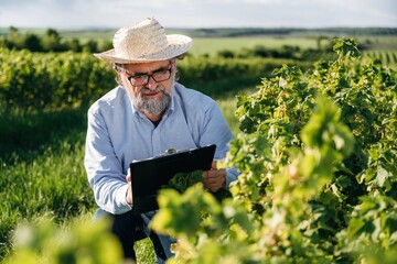 Fototapeta premium Senior man with glasses and straw hat inspects grapevines while holding a clipboard in a lush vineyard under a clear sky during daytime
