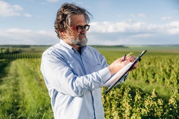 Fototapeta premium Mature male agricultural worker in glasses examines grapevine leaves while holding clipboard in vineyard with rows of green plants under a clear blue sky