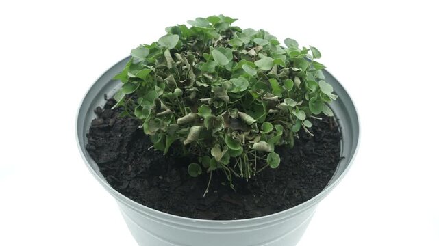 Timelapse video of a potted plant wilting and dying