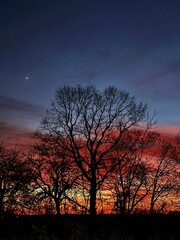 Fototapeta premium sunset, tree, sky, clouds, silhouette, landscape, sun, nature, trees, evening, winter, red, blue, dusk, sunrise, cloud, autumn, orange, night, light
