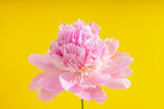 Macro with texture of pink peony flower on a bright yellow background