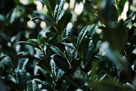 Green tea plants growing in Uji, Japan
