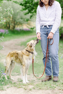 Smiling woman giving her dog a treat outdoors