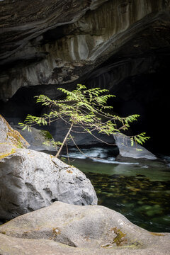 Solitary Sapling Growing Beside a River Under a Rocky Cave Overh