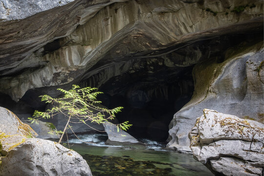 Small Tree Growing by River Entrance of Mossy Granite Cave