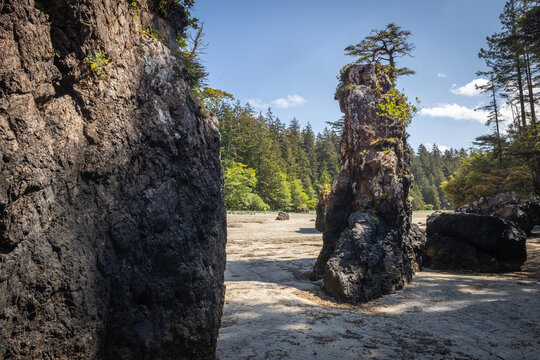 Sea Stack Rock Formation on Sandy Beach Framed by Evergreen Fore