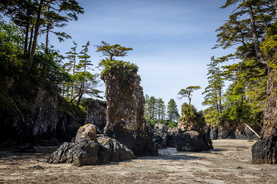 Sea Stacks and Rocky Beach Framed by Coastal Forest and Blue Sky