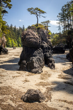 Lonely Tree Growing on Rocky Sea Stack at Low Tide on Forested B