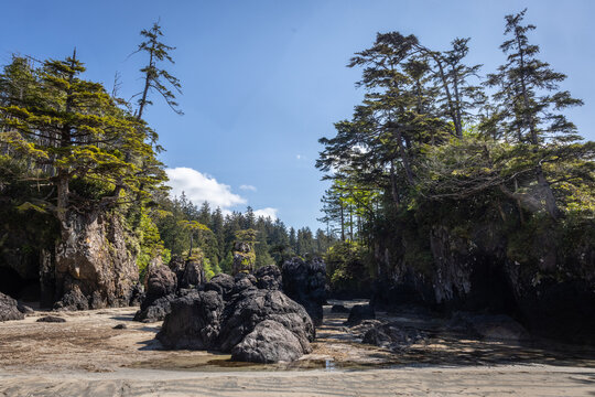 Rocky Beach and Sea Stacks Framed by Coastal Forest Along a Paci