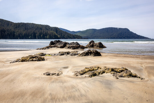 Rocky Tide Pools on a Sandy Pacific Northwest Beach With Foreste