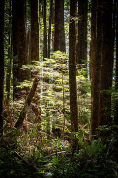 Sunlit OldGrowth Forest With Tall Conifer Trees And Lush Unders