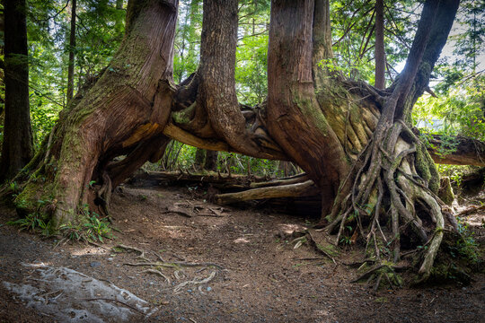 Ancient Twisted Trees Forming a Natural Arch With Exposed Roots