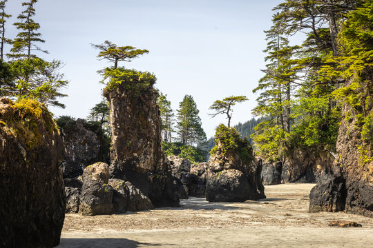 Rugged Sea Stacks and Evergreen Trees Along a Sandy Pacific Coas
