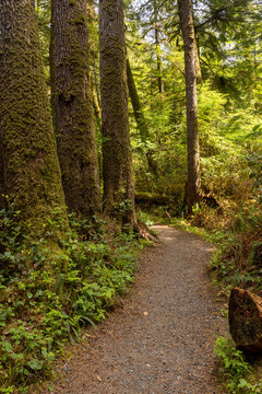 Mossy Forest Trail Winding Through Tall Evergreen Trees and Fern