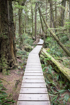 Wooden Boardwalk Trail Winding Through Mossy OldGrowth Forest
