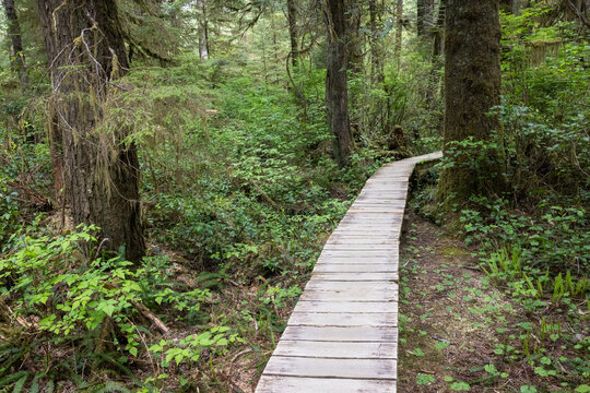 Wooden Boardwalk Trail Winding Through Lush Mossy Temperate Fore