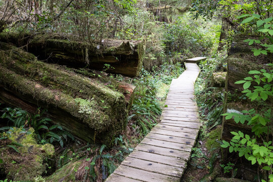 Mossy Wooden Boardwalk Winding Through Temperate Rainforest Trai