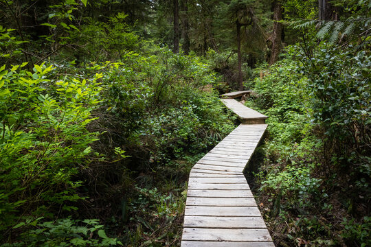 Wooden Boardwalk Trail Winding Through Lush Green Forest Pathway