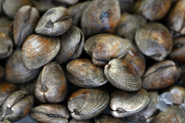 Clams shell texture, shellfish pile. Bivalve shellfish, shell clam, littleneck clam cherrystone clam. © Volodymyr