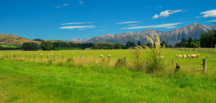 Sheep grazing in canterbury farmland with mountains