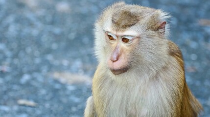Obraz premium Close-up Portrait of a Southern Pig-Tailed Macaque in Phuket Thailand